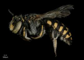   Anthidium maculifrons nbsp;male lateral habitus, photo: Jeni Sidwell 
